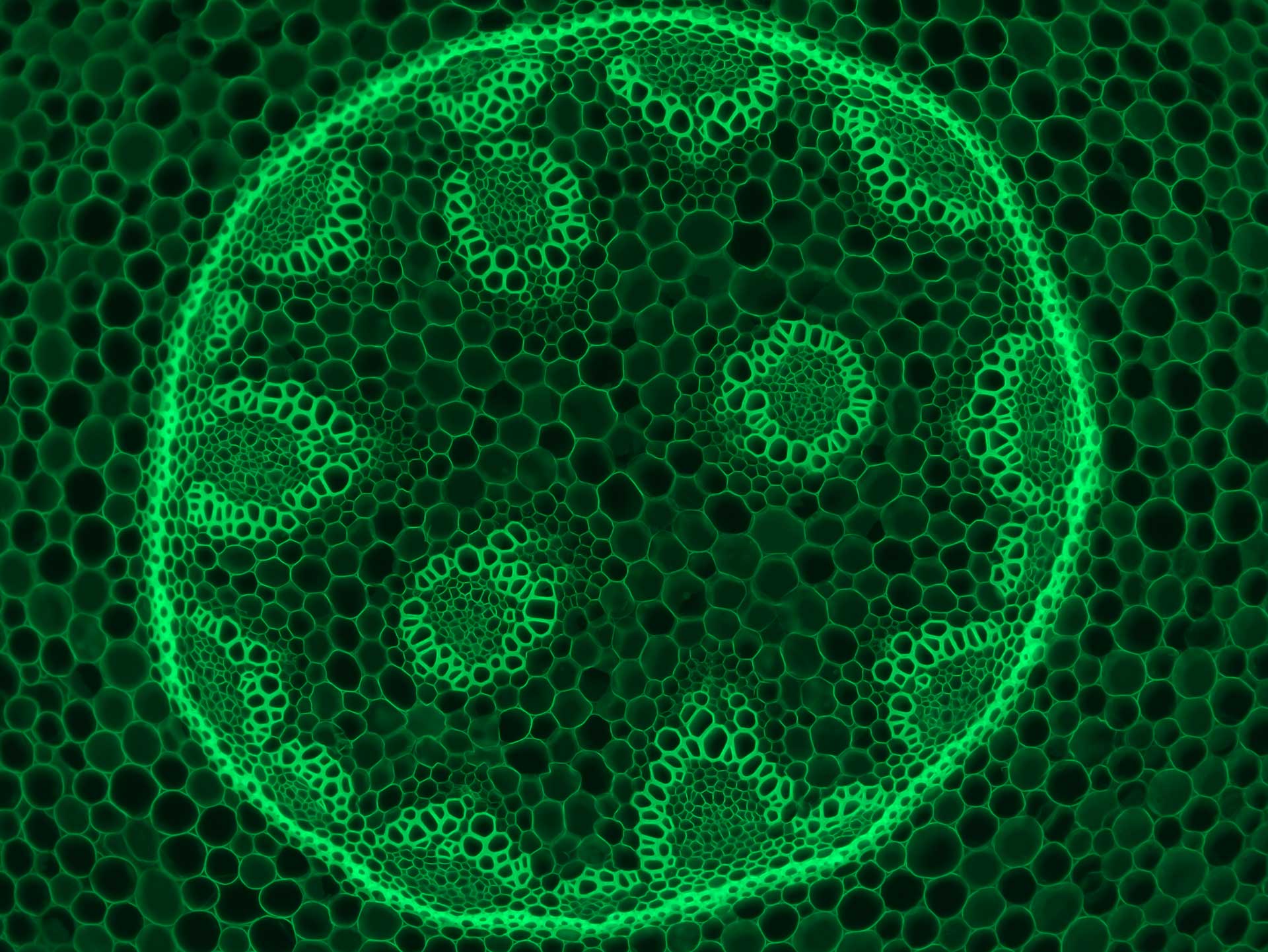 Fluorescence image, green